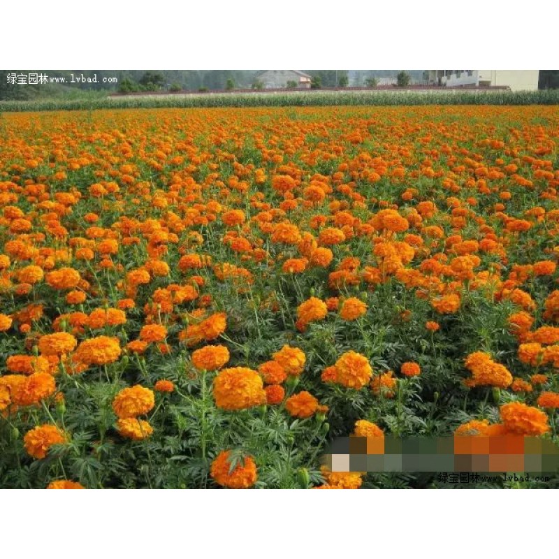 Natural Lutein Pigment Plant Extract Animal Feed Additive for Fish