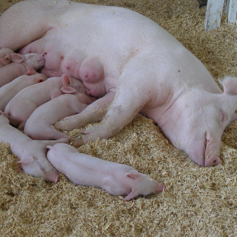 Nutrient-rich and Easy-to-absorb Premix for Sows