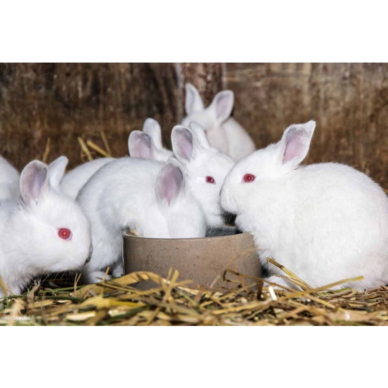Energy Nutrient Supplement Powder Specifically Developed for Rabbits, Suitable for Their Growth.