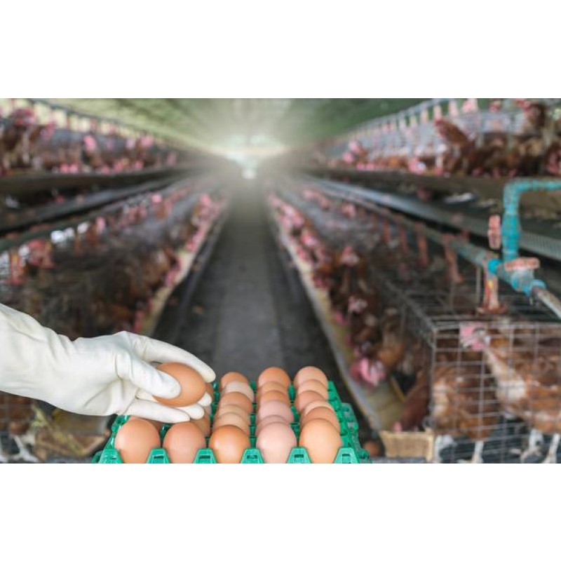 Improve Feed Digestion Absorption Rate Increase Eggs Weight Improve Immunity Fast Growth Poultry Chicken Layer Feed