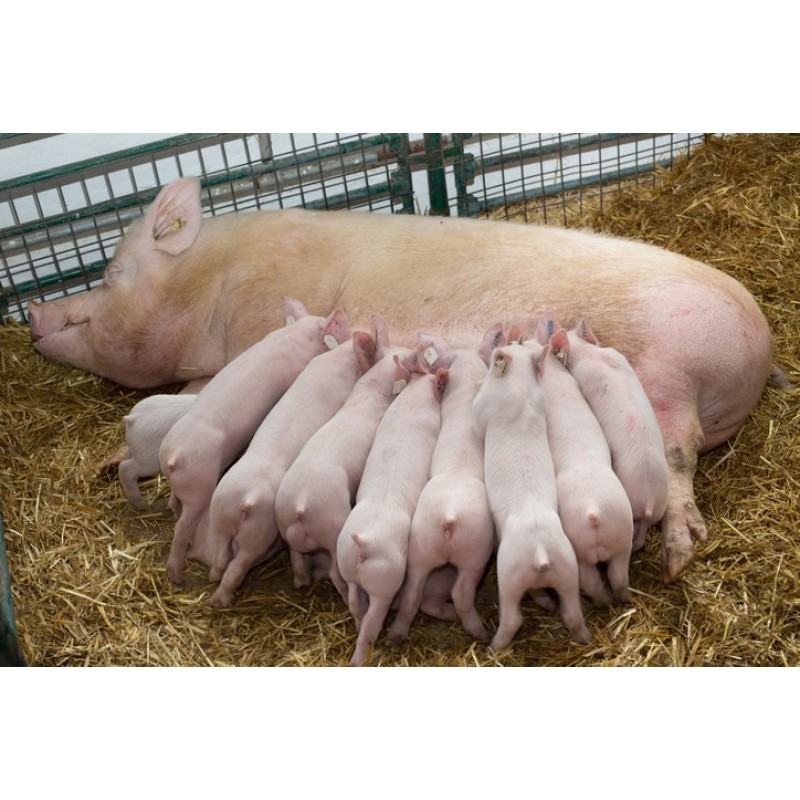 Nutrient-rich and Easy-to-absorb Premix for Sows