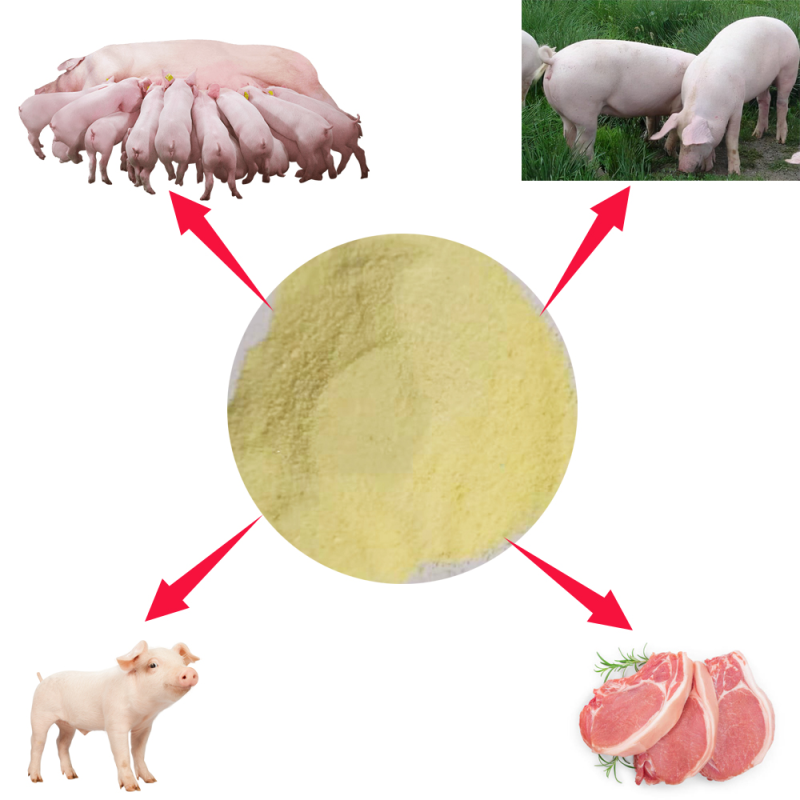 Strong Milk Flavor Piglet Feed Additive Powder Good Price Animal Feed for Pigs