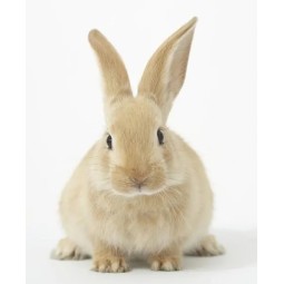 2024 New Formula Meat Rabbit Feed Additive