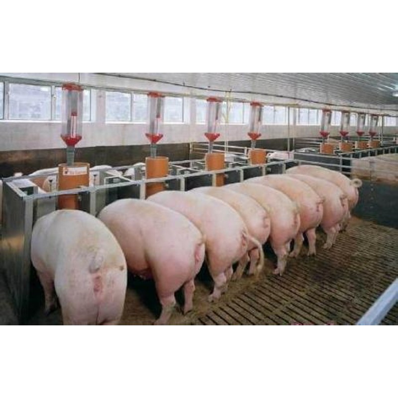 Nutrient-rich and Easy-to-absorb Premix for Sows