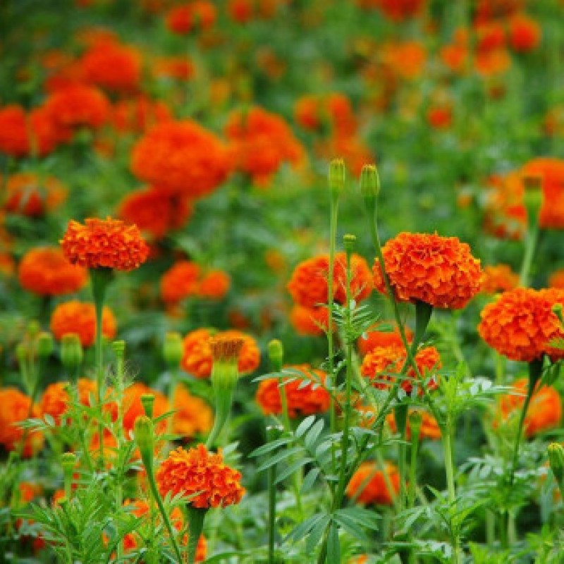 Longevity Chrysanthemum Extract Lutein Animal Feed Additive  Xanthophyll Concentration 4%