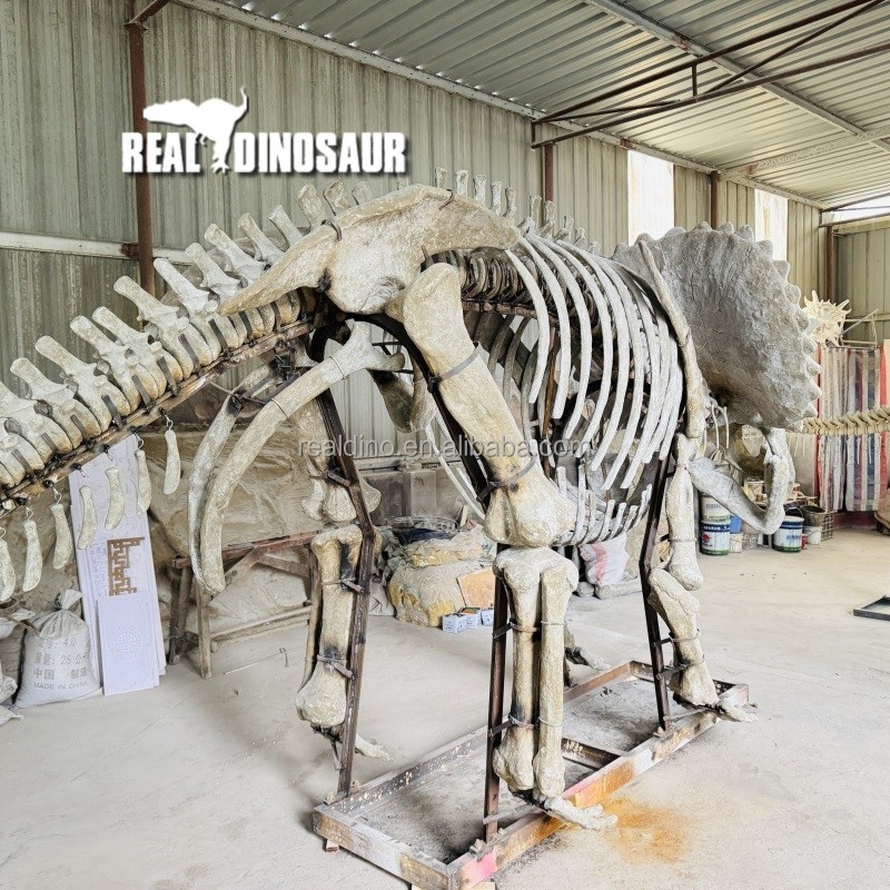 Dinosaur Sculpture Supplier - Fossil Manufacturer Skeleton Exhibit