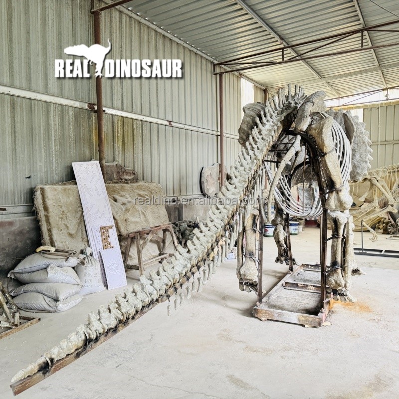 Dinosaur Sculpture Supplier - Fossil Manufacturer Skeleton Exhibit