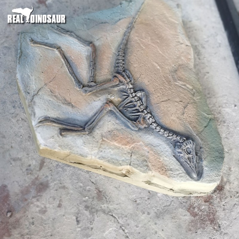 Dinosaur Excavation Supplier - Discovery Fossils Site Children
