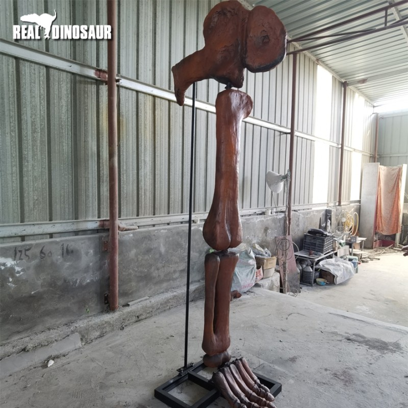 Dinosaur Skeleton Supplier - Brachiosaurus Leg Bone Fiberglass
