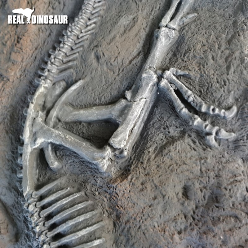 Dinosaur Fossil Factory - Excavation Pachycephalosaurus Fossil