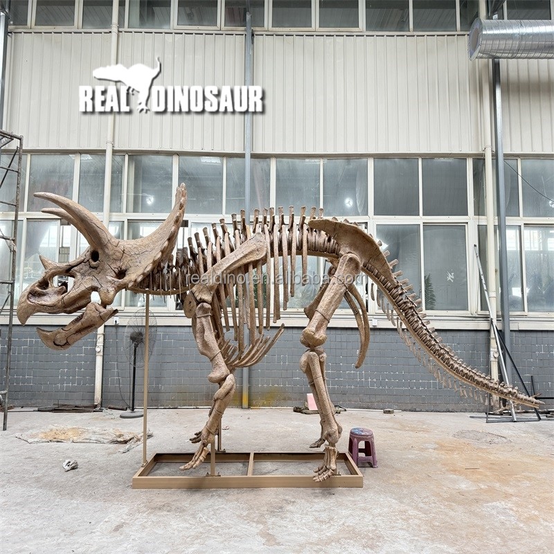 Dinosaur Skeleton Supplier - New Life-like Indoor Resin Model