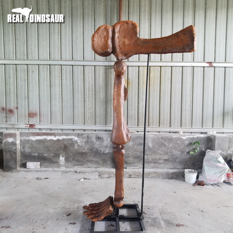 Dinosaur Skeleton Supplier - Brachiosaurus Leg Bone Fiberglass