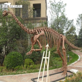Dinosaur Fossil Factory - Life Size Extinction Fossil Skeleton