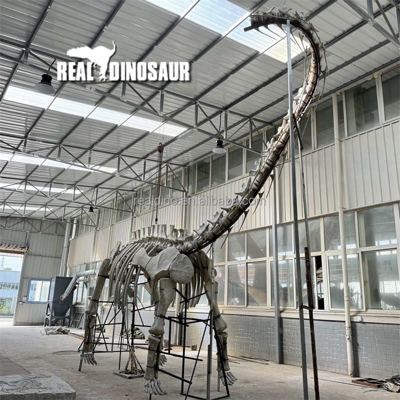 Dinosaur Skeleton Supplier - Brachiosaurus Leg Bone Fiberglass