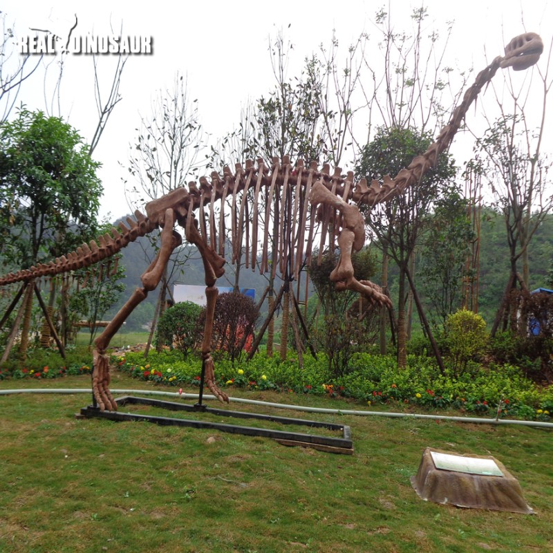 Dinosaur Fossil Factory - Life Size Extinction Fossil Skeleton