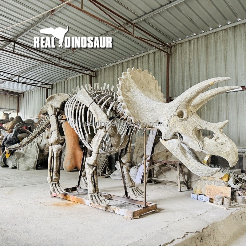 Dinosaur Sculpture Supplier - Fossil Manufacturer Skeleton Exhibit