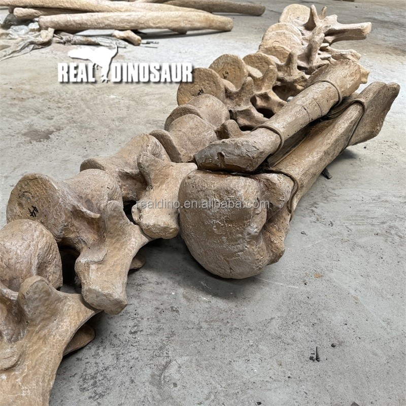 Dinosaur Fossil Factory - Artificial Fossils Bone for Sale