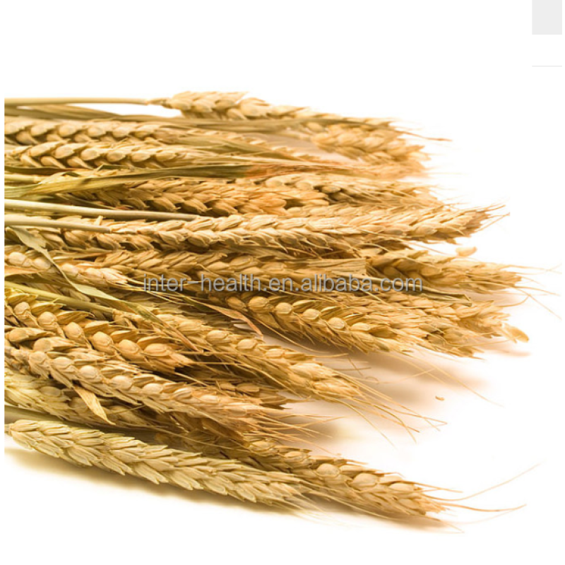 Food Additive Protein Extract Wheat Peptide Powder Wheat Oligopeptides