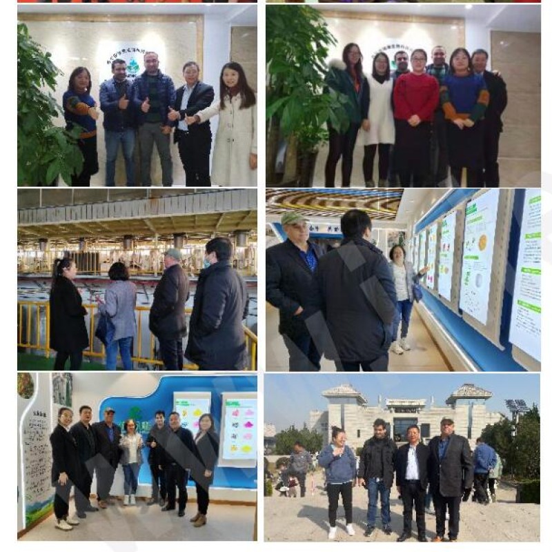 High Purity Supplements L Cystine CAS 56-89-3 99% L-Cystine Powder