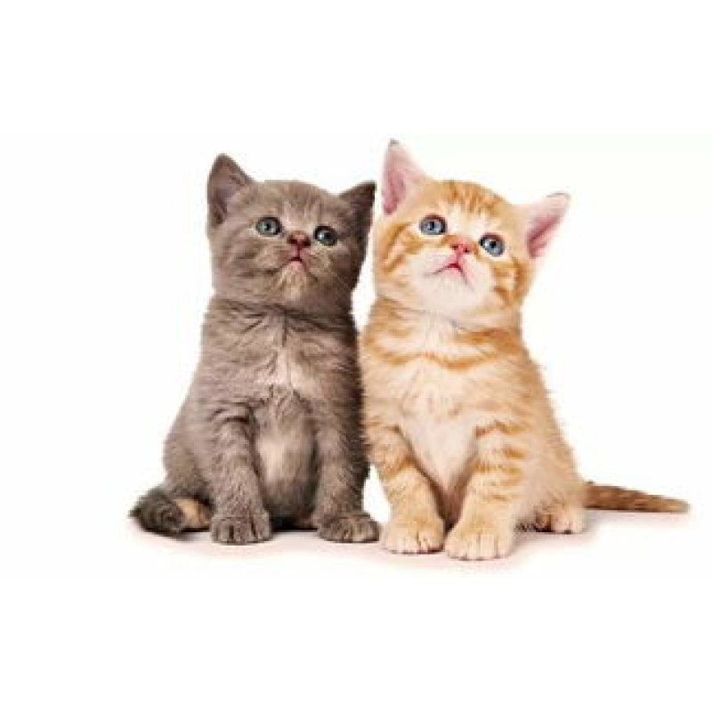 Dietary Healthcare Dog Mult Vitamins Custom Pet Vitamin Organic Dog Supplement Vitamin B12