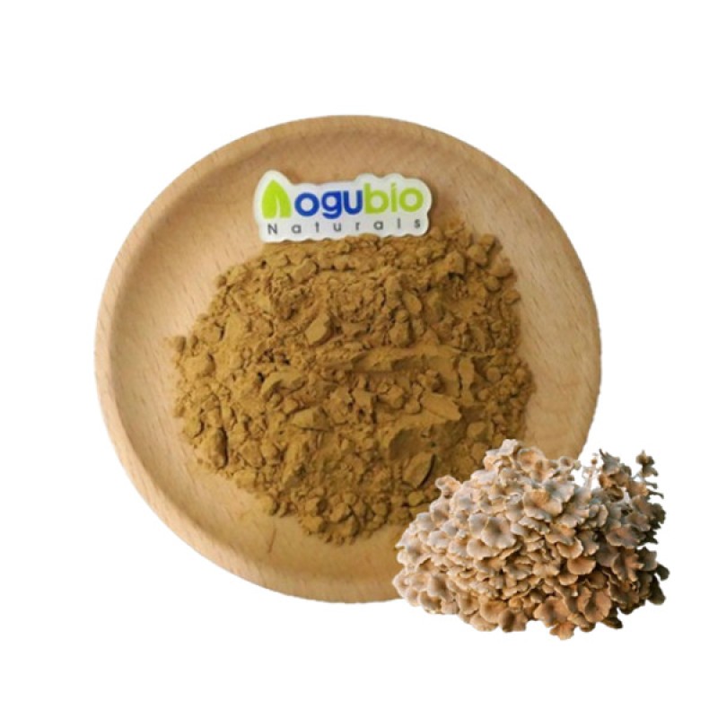 Top Quality Zhuling Extract 10:1 Polyporus Umbellatus Mushroom Extract