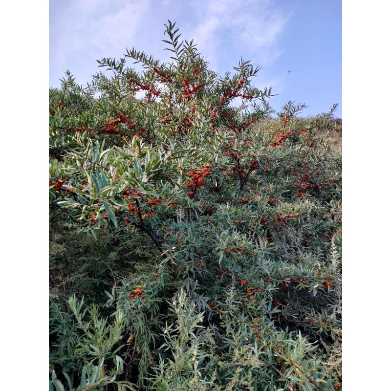 XYD Factory Supply  Product Omega 7 Capsule Herbal Extract Organic Sea Buckthorn Oil Softgel Capsules for Adult