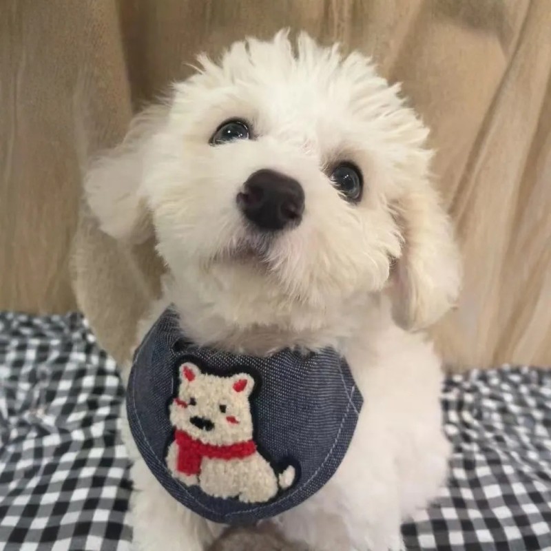 Pet Collar Manufacturer - Custom Patterns Polyester Ribbon