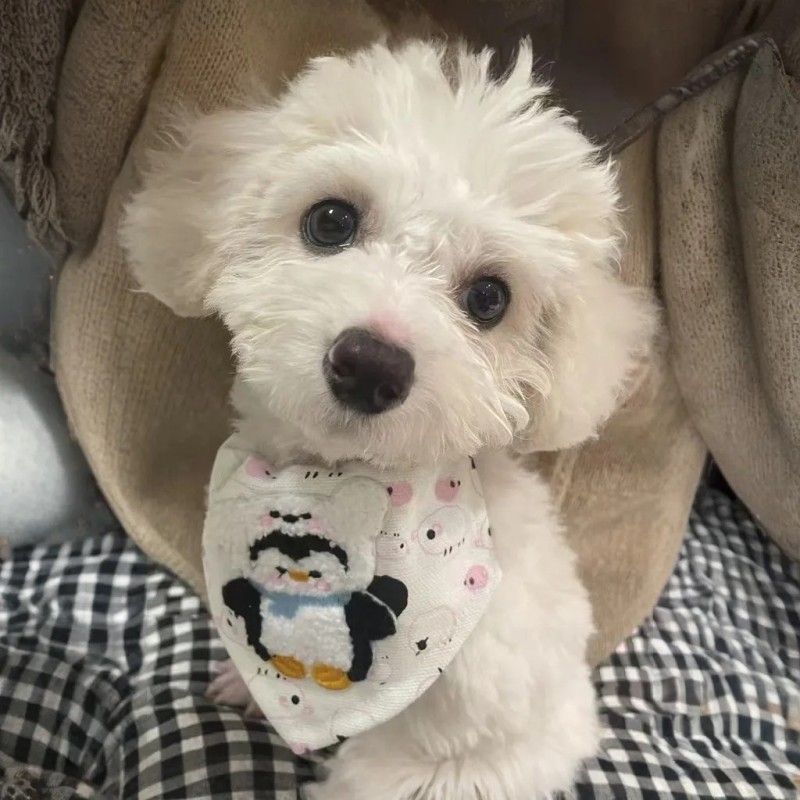 Pet Collar Factory - Personalized Polyester Drool Towel