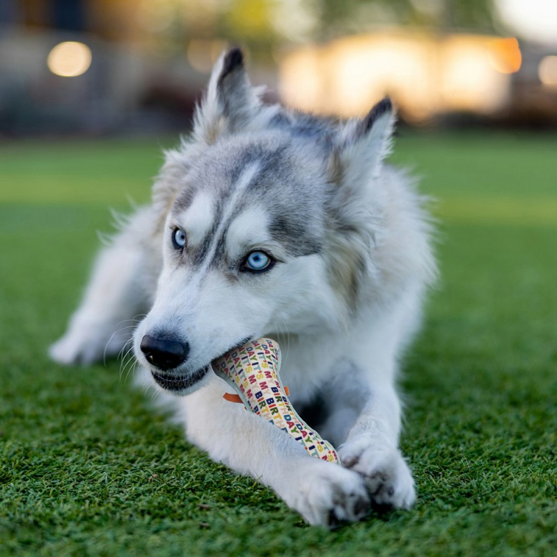 Pet Plush Toy Factory - OEM Custom Bone Shaped Chew