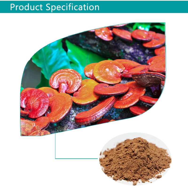 US / EU Warehouse Bulk Plant Extract Ratio 4:1 10:1 12:1 TLC Straight Powder Reishi Mushroom Extract Powder