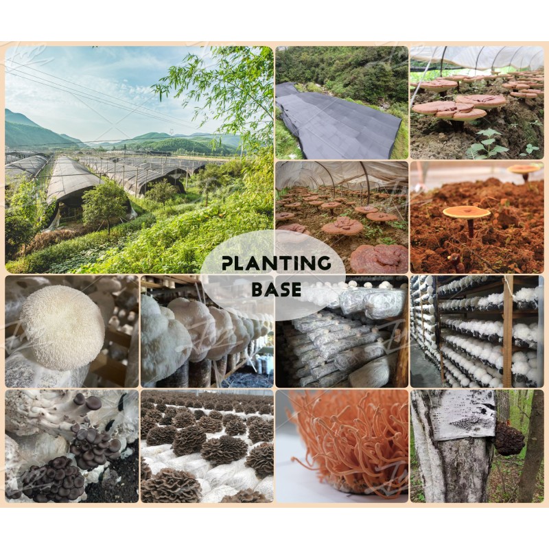 JHD Factory Wholesale Bulk Plant Extract Polysaccharide 10%-50% HPLC Reishi Mushroom Extract Powder