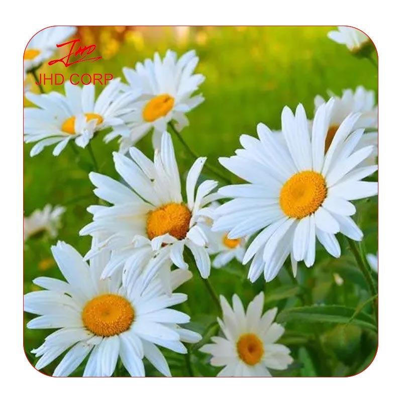 JHD Supply 4:1 Organic Chamomile Flower Extract Powder