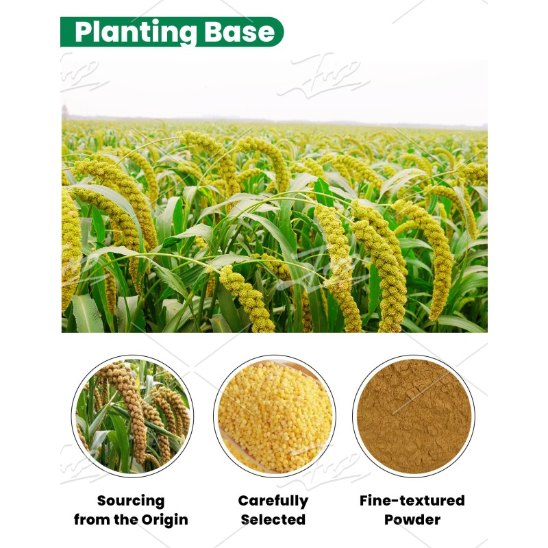 USA EU Warehouse Natural Herbal Extract Panicum Miliaceum Seed Extract Powder 10:1 Millet Seed Extract Powder