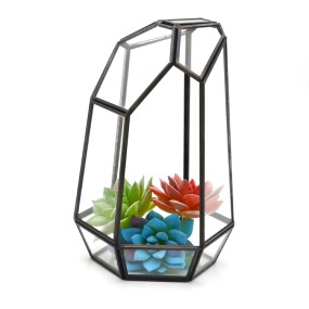 Glass Terrarium Manufacturer - Cube Shaped Succulent Planter
