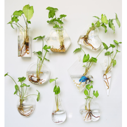 Aquarium Factory - Marimo Moss Ball Glass Vase