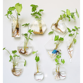 Aquarium Factory - Marimo Moss Ball Glass Vase