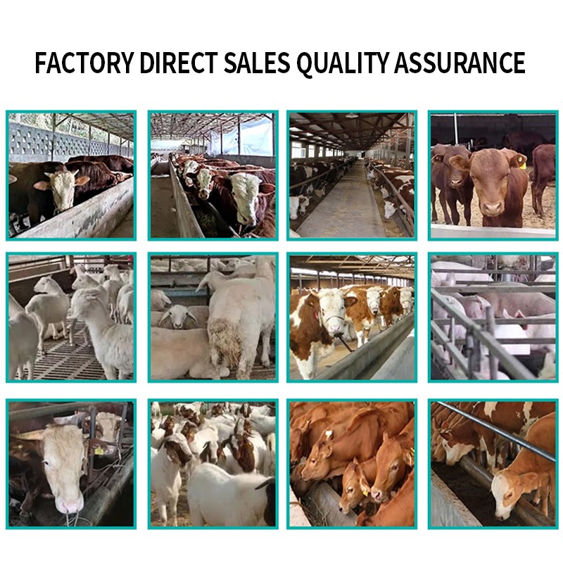 Healthy Animal Feed Ruminant Feed Additives for Cattle Regulating the Intestines