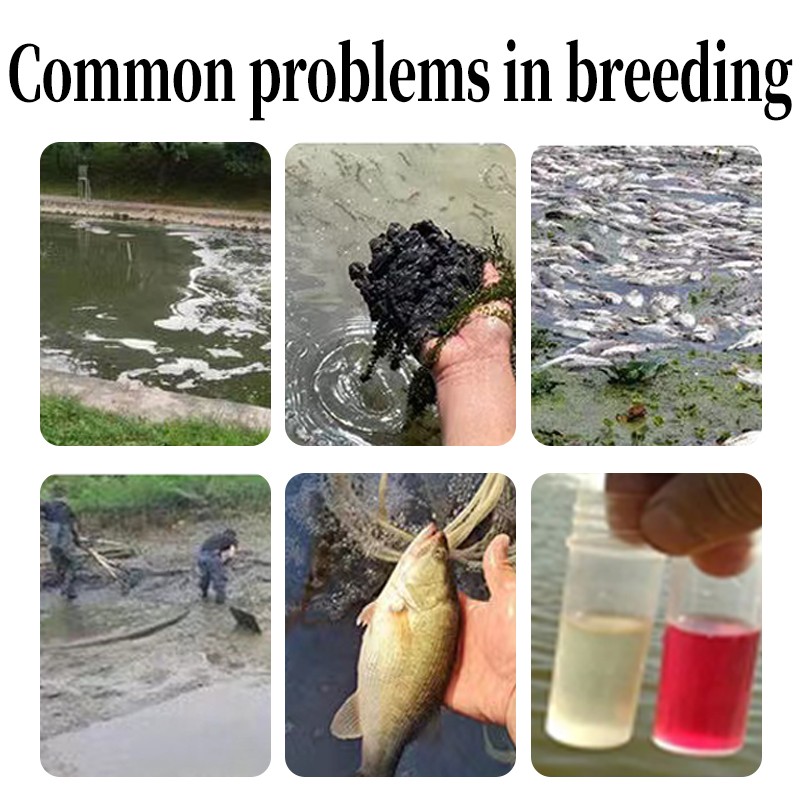 High Quality Feed Additive for Aquaculture Probiotics Bacillus Subtilis