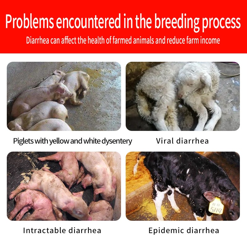 Animal Feed Additives Improve Gut Function