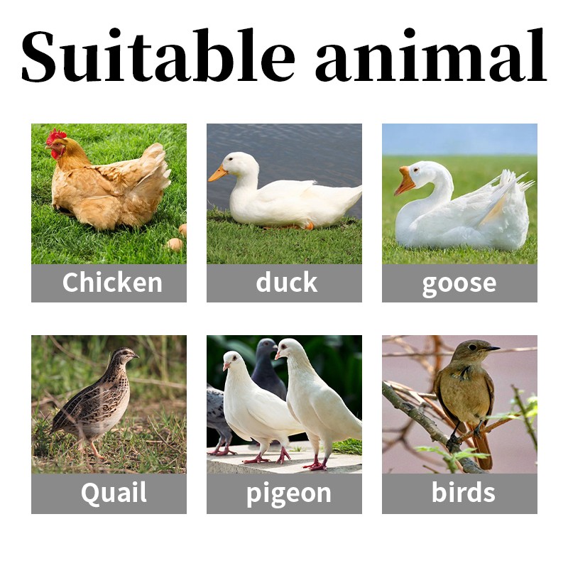 Hot Sale Vitamins and Supplements Chicken Feed Premix Feed Additives