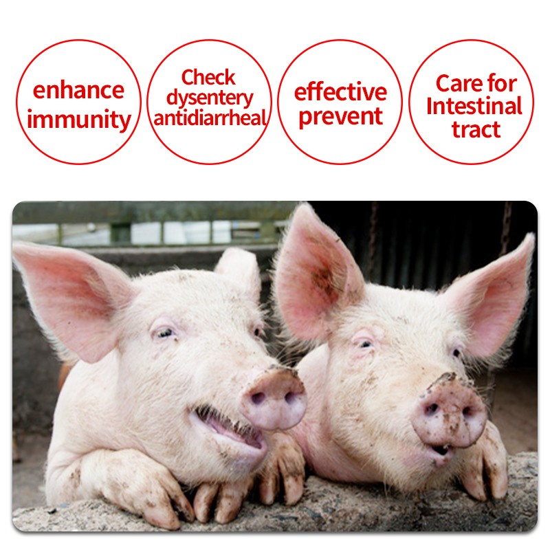 Animal Feed Additives Improve Gut Function