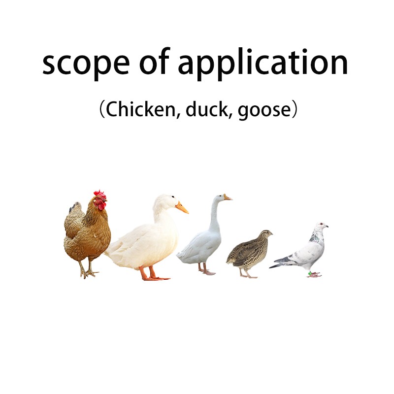 Farm Use Feed Grade Amino Acids Poultry Vitamins Growth Promoter Nutritional Additives Premium Quality for Poultry Care