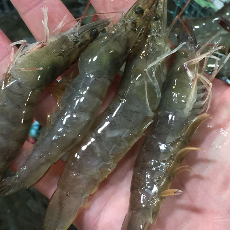 Aquaculture As a Mixed Feed Additive for Increasing Fish Yield and Weight