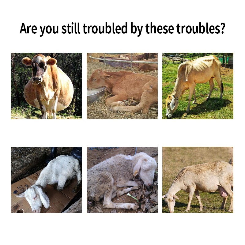 Healthy Animal Feed Ruminant Feed Additives for Cattle Regulating the Intestines