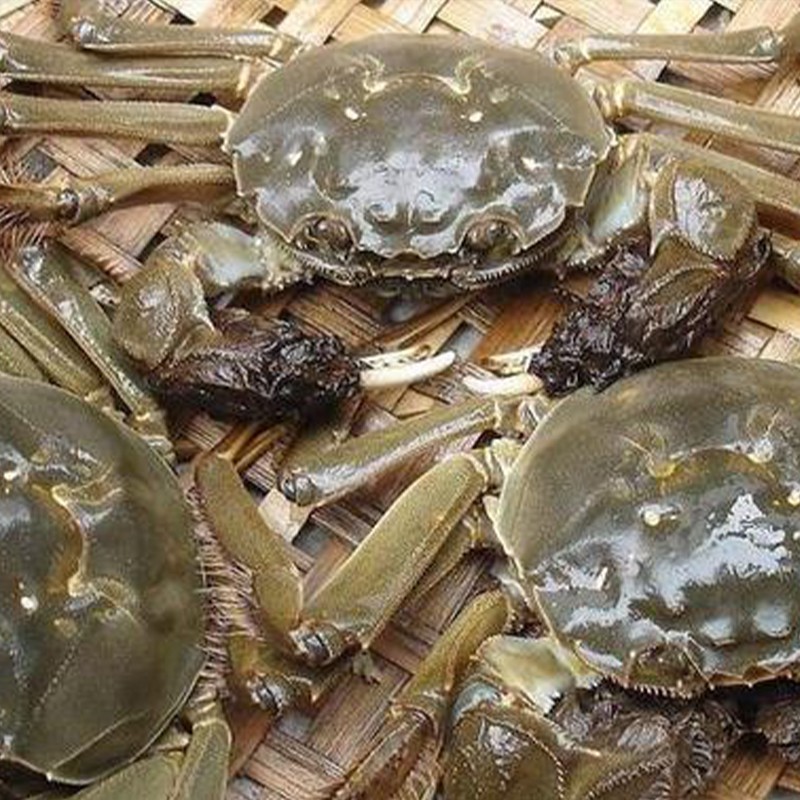 Aquaculture As a Mixed Feed Additive for Increasing Fish Yield and Weight