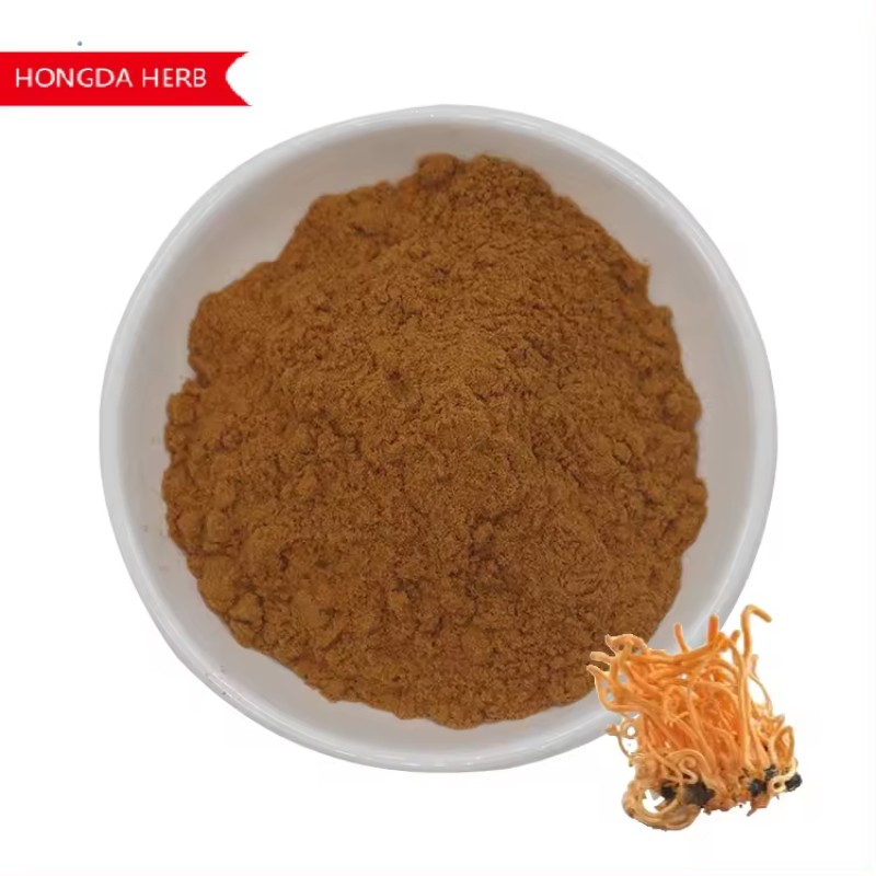 Cordyceps Extract Supplier - 1% Cordycepin Sinensis