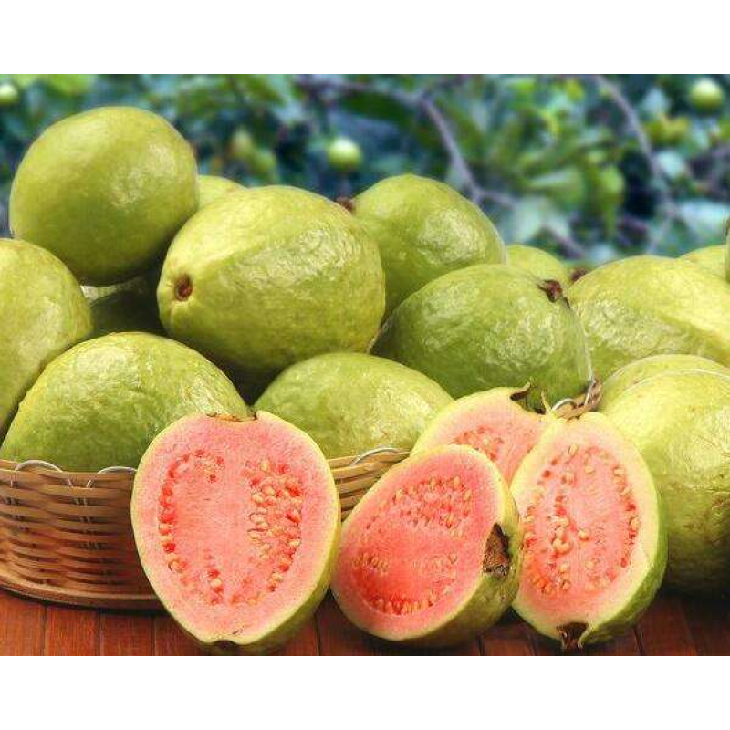 Guava Extract Powder Factory - Organic Freeze Dried