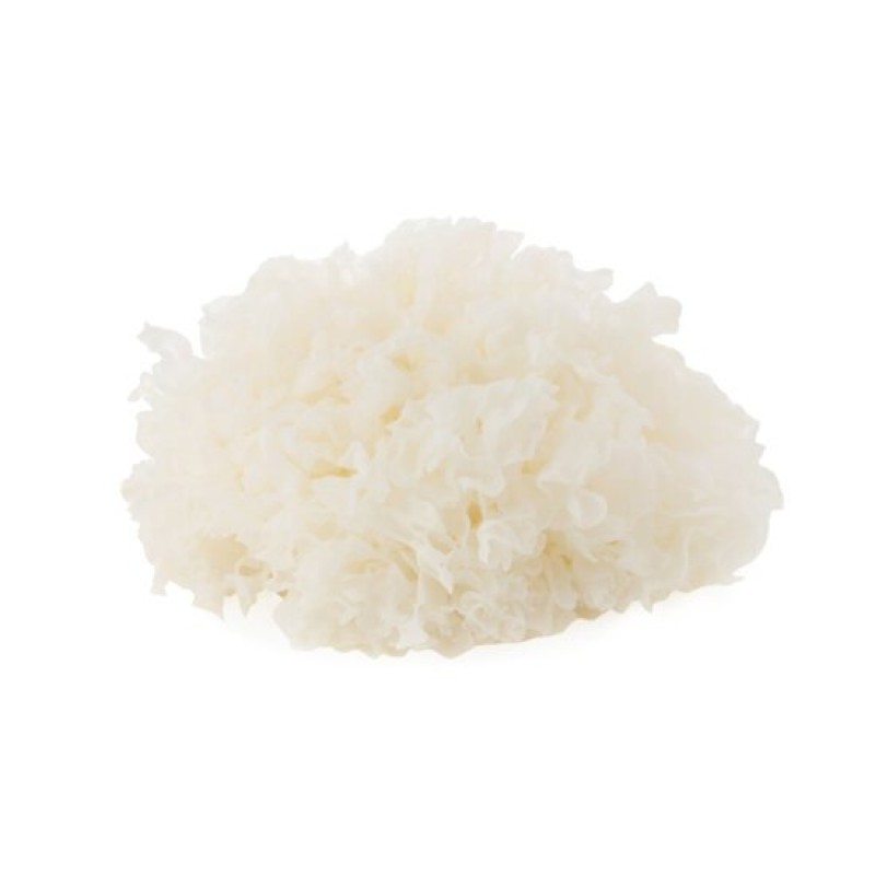 Tremella Extract Supplier - Mushroom Powder Polysaccharide