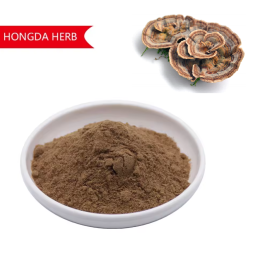 Turkey Tail Mushroom Supplier - Extract Powder Chaga