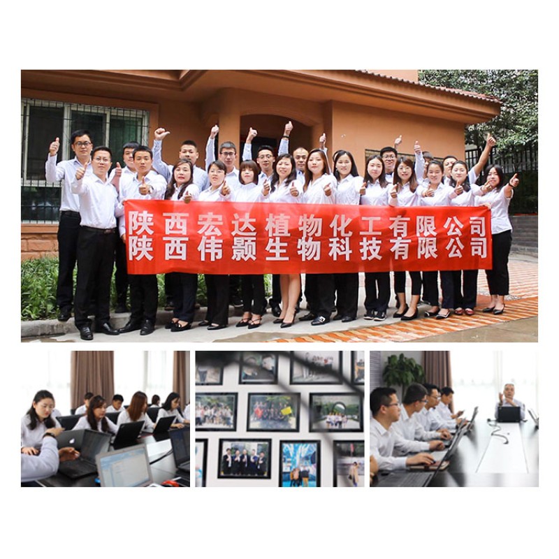 Moringa Powder Factory - Leaf Extract Wholesale